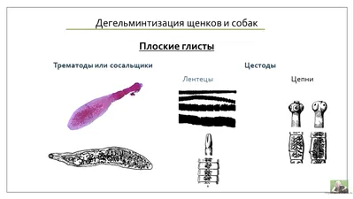 Влияние гельмитов на здоровье собаки и способы борьбы с ними