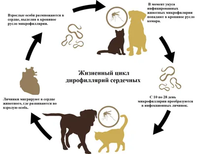 Гельминтозы у собак и кошек Мир хвостатых - журнал о домашних питомцах.