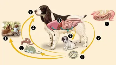 Глисты у собаки, причины, симптомы, лечение - ветклиника \"в Добрые Руки\"