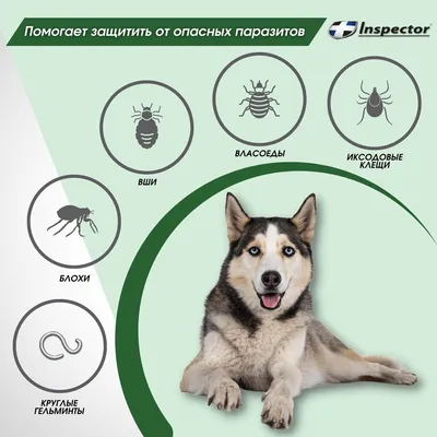 Чем опасны гельминтозы?