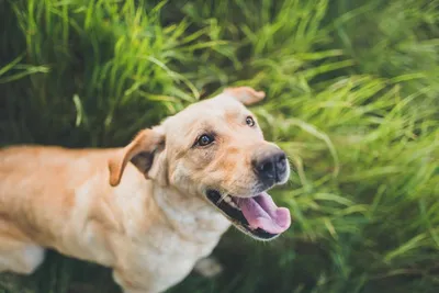 Глисты у собаки: симптомы и лечение, признаки, виды, гельминты у щенков