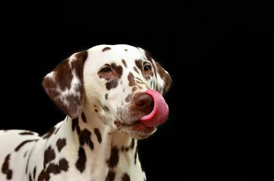 Глисты у собак | Виды, симптомы и лечение