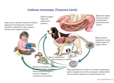 Влияние гельмитов на здоровье собаки и способы борьбы с ними