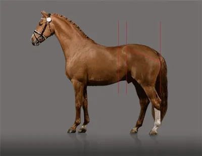 Лошади назад и круп в Handprints Стоковое Фото - изображение насчитывающей  лошади, играть: 131284110