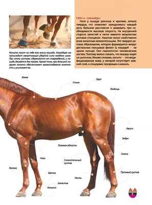 Портрет шаловливой лошади гонки Palomino, нежно положила голову на круп  другой лошади в солнечный летний день Стоковое Изображение - изображение  насчитывающей ферма, темно: 198428519