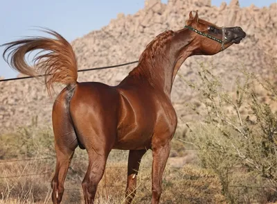 Сказочная красота – арабские и андалузские лошади | BigPIKCHA.ru | Дзен
