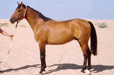 Как накачать мышцы лошади?|Секреты обучения лошадей | Секреты обучения  лошадей