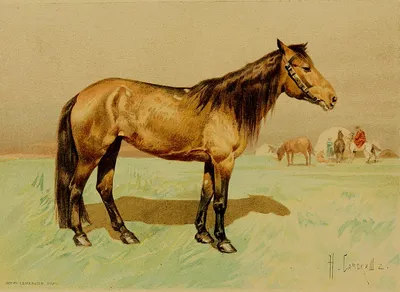 Исландская лошадь — Википедия