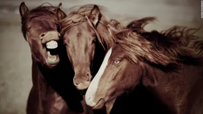 Четвертмильная(кватерхорс) лошадь манеж…» — создано в Шедевруме
