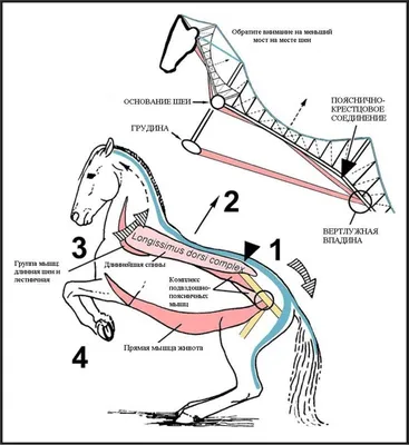 Анатомия лошади: скелет, череп, строение органов