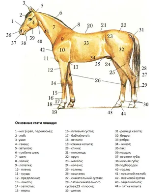 Киргизская лошадь — Википедия