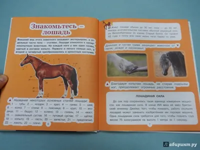 Прокачать зад лошади, как? | Prokoni.ru