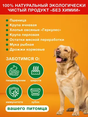 Чем нельзя кормить собак - эксперты назвали 5 каш | РБК Украина