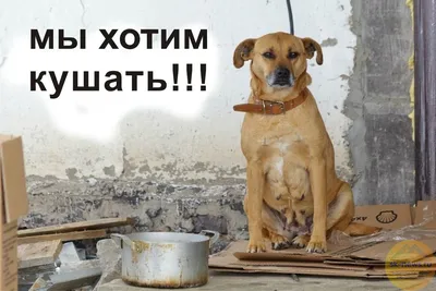 Каша для собак 365 ДНЕЙ Рацион 1 – купить онлайн, каталог товаров с ценами  интернет-магазина Лента | Москва, Санкт-Петербург, Россия