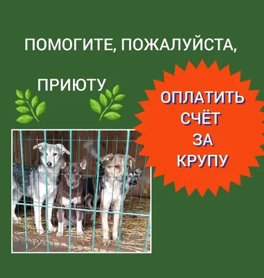 Каша для собак 5 кг купить в Прохладном | Животные и зоотовары | Авито