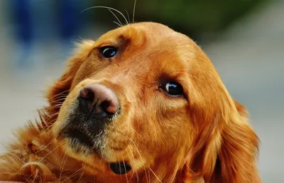 Каша для собак 12 кг - купить с доставкой по выгодным ценам в  интернет-магазине OZON (1239466012)