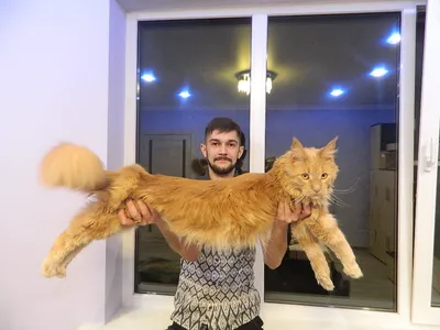 Такие большие, но всё-таки кошки - Новости РГО