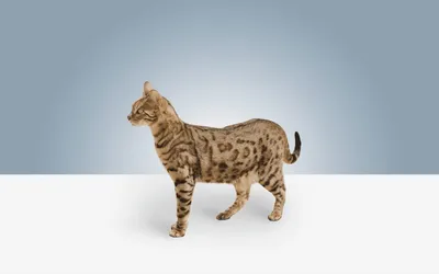 Самые крупные коты – Мейн-куны: древняя порода с большими размерами» —  создано в Шедевруме