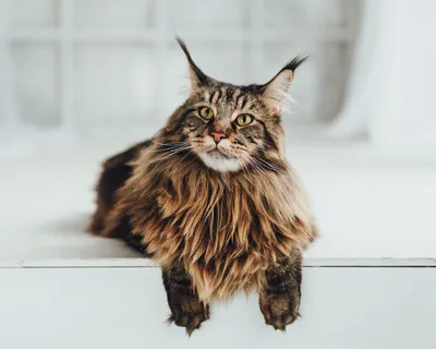Ванская кошка - Как распознать настоящую Ванскую кошку?