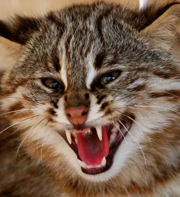 savannah F4 SBT Чистокровные котики саванны серебристого окраса (очень крупные  коты)