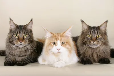 Самые большие кошки в мире: ТОП-10 крупных домашних пород