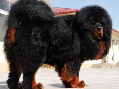 Какие самые крупные породы собак существуют - Русская семерка
