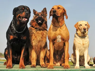 Самые большие породы собак. Топ-25 (с фотографиями) | Toyota Prado Fan Club