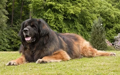 Собака – друг человека? Топ самых дружелюбных крупных пород собак - Питомцы  Mail.ru