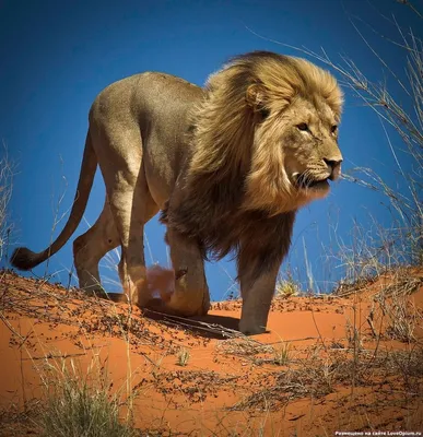 Лев в смокинге - красивые фото