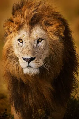 Макро Портрет Красивые Бледно Самца Льва — стоковые фотографии и другие  картинки Голова животного - Голова животного, Горизонтальный, Грива - iStock