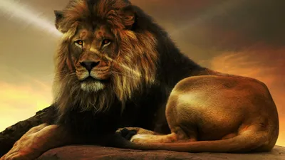 Красивые символы льва в различных мероприятиях установили смешно  африканское животное в другой иллюстрации вектора мультфильма пре  Иллюстрация вектора - иллюстрации насчитывающей иллюстрация, шарж: 211327971