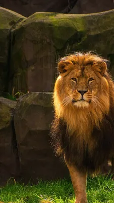 Интересные факты о львах для детей | В Мире Животных | Дзен