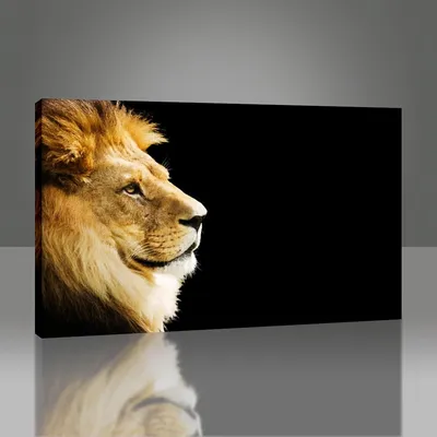 Красивое изображение льва-малыша в формате webp | Лев малыш Фото №504569  скачать