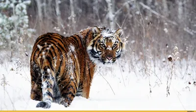 Красивые фотографии сибирского тигра в скачке. Тигр прыгает и готовит для  того, чтобы атаковать на мост. Зеленая фон Стоковое Фото - изображение  насчитывающей сибиряк, хищник: 178426152