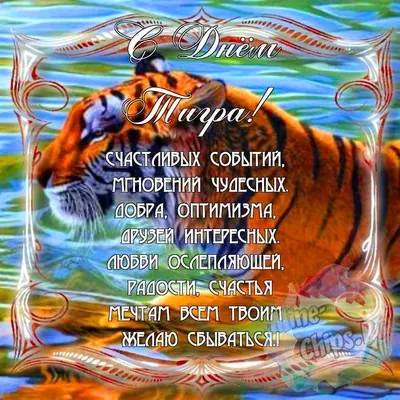 Красивые картинки тигра - 61 фото