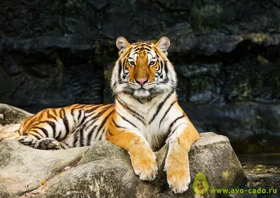 Крутой тигр лев» — создано в Шедевруме