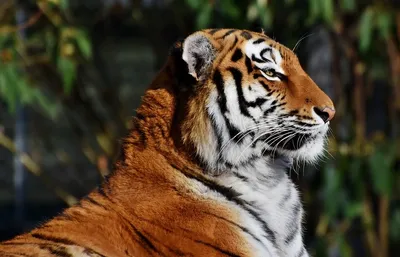 Красивое мех тигра с винтажным влиянием Стоковое Фото - изображение  насчитывающей картина, королевско: 49326168