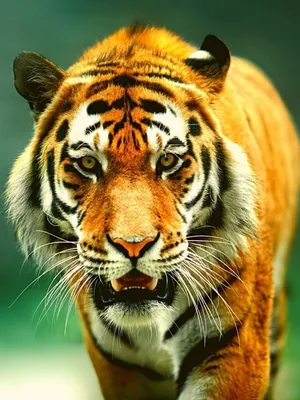 Крутая картинка тигра с применёнными фотоэффектами — Картинки для аватарки