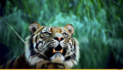тигр смотрит на воду, крутой тигр, Hd фотография фото, волосы фон картинки  и Фото для бесплатной загрузки