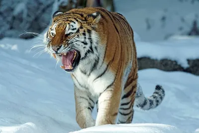 Красивые и крутые картинки тигра на заставку телефона - подборка
