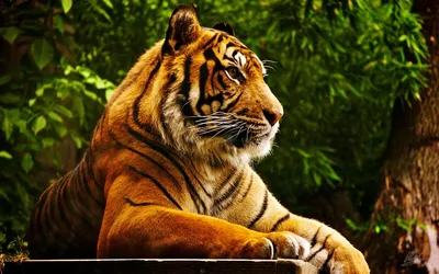 Лучшие места, где можно увидеть тигров в дикой природе | Жизнь как  путешествие! | Дзен