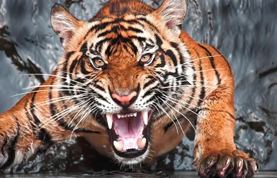 Интересные факты про Тигров | \"Интересные факты про Животных\" | Дзен