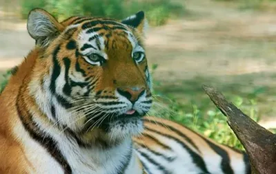 Интересные факты о Тиграх