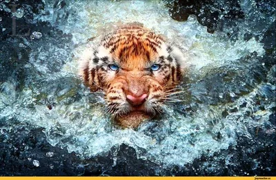 Красивые и величественные белые рычания тигра Стоковое Фото - изображение  насчитывающей джунгли, млекопитающее: 113644726