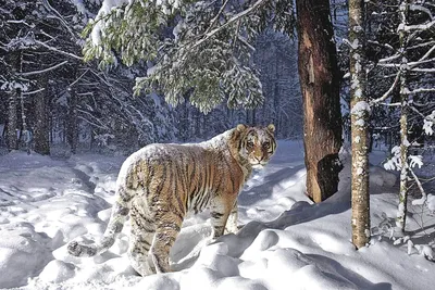 Фотообои \"Красивые тигры\" - Арт. 180290 | Купить в интернет-магазине Уютная  стена