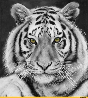 Красивое Лицо Тигра — стоковые фотографии и другие картинки Без людей - Без  людей, Большой, Вертикальный - iStock