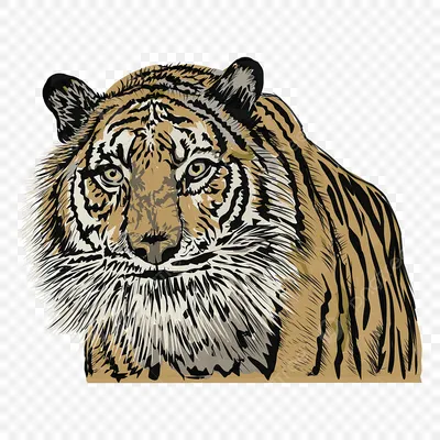 Описание тигров для школьников, интересные факты, викторина, фотографии