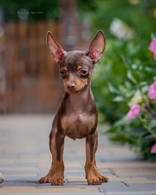 Отзыв о Порода собак \"Пражский Крысарик\" | Пражский крысарик, очень  преданная миниатюрная порода собак
