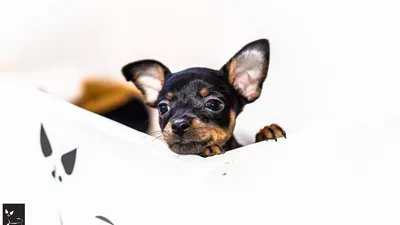 Пражский крысарик щенок: 700 $ - Собаки Днепр на Olx