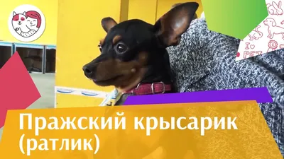 Пражский крысарик - описание породы собак: характер, особенности поведения,  размер, отзывы и фото - Питомцы Mail.ru